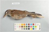 藏品(白腹鶇)的圖片